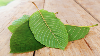 Kratom leaves on a wooden floor | Divine World Botanicals