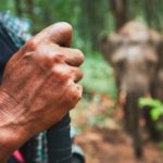 Close-up shot of a person's hand in a forest with an elephant in the background| Divine World Botanicals
