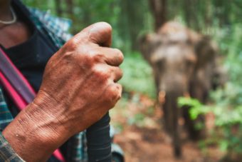 Close-up shot of a person's hand in a forest with an elephant in the background| Divine World Botanicals